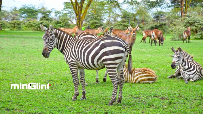 Zebras and other wild animals at Lake Naivasha Sopa Lodge - Photography by Mint Glint Media