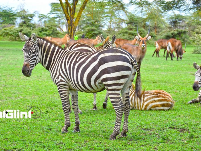 Zebras and other wild animals at Lake Naivasha Sopa Lodge - Photography by Mint Glint Media