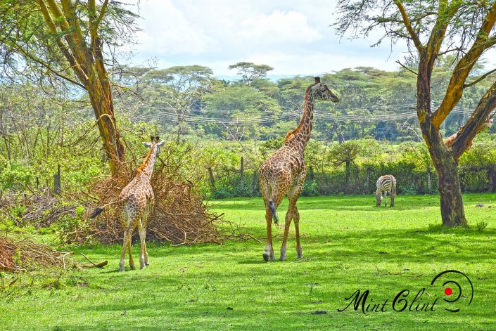 Giraffes at Lake Naivasha Sopa Lodge - Photography by Mint Glint Media