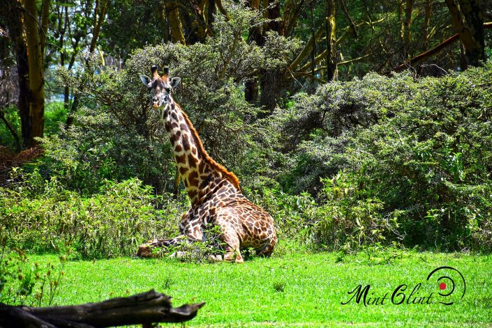 Giraffes at Lake Naivasha Sopa Lodge - Photography by Mint Glint Media