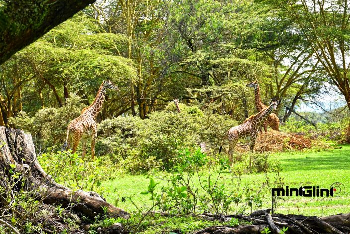 Giraffes at Lake Naivasha Sopa Lodge - Photography by Mint Glint Media