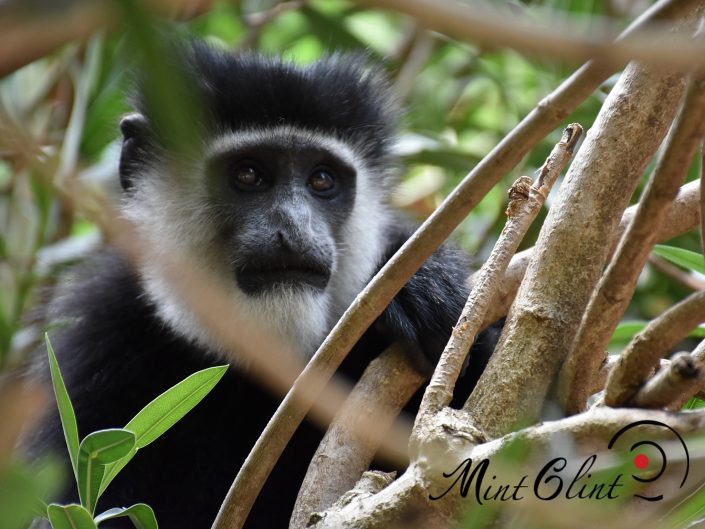 Colobus Monkeys at Lake Naivasha Sopa Lodge - Photography by Mint Glint Media