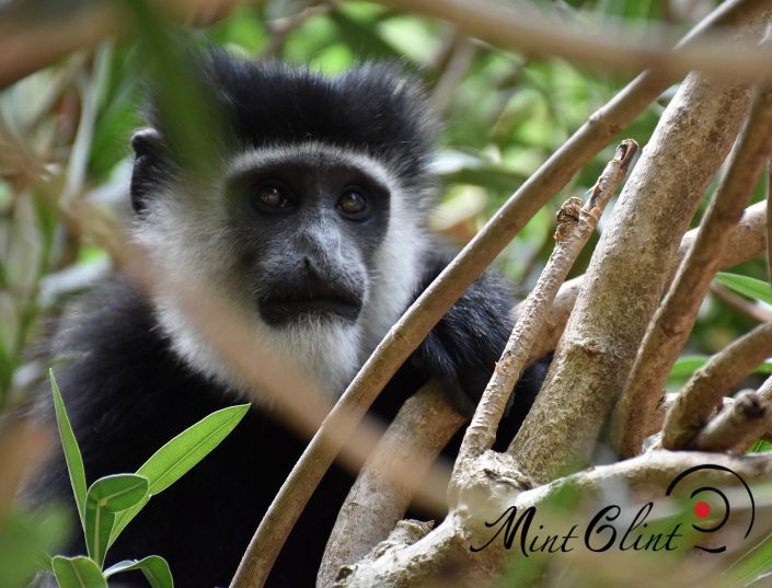 Colobus Monkeys at Lake Naivasha Sopa Lodge - Photography by Mint Glint Media