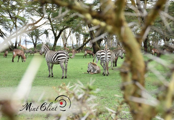 Zebras and other wild animals at Lake Naivasha Sopa Lodge - Photography by Mint Glint Media