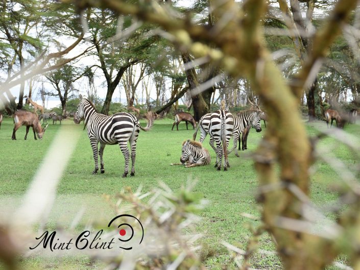 Zebras and other wild animals at Lake Naivasha Sopa Lodge - Photography by Mint Glint Media