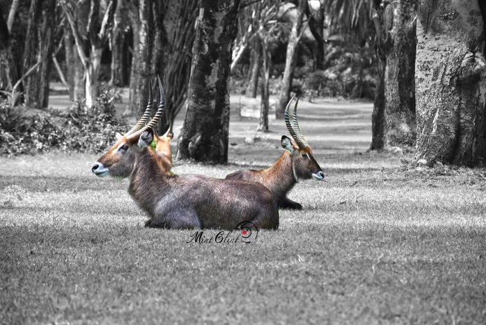 Wild Animals grazing on the lawns of Lake Naivasha Sopa Lodge - Photography by Mint Glint Media