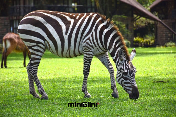 Zebras grazing on the lawns of Lake Naivasha Sopa Lodge - Photography by Mint Glint Media