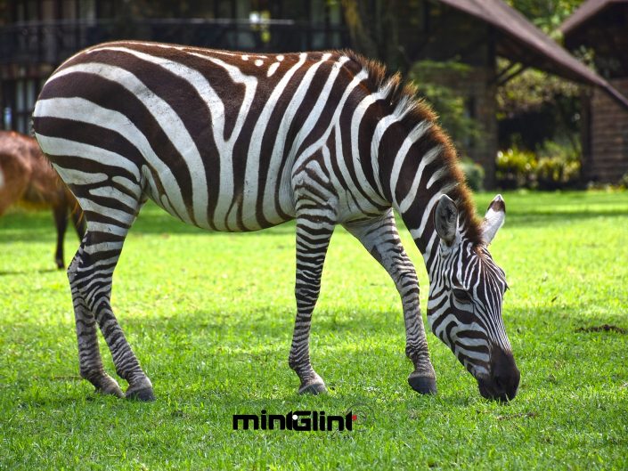 Zebras grazing on the lawns of Lake Naivasha Sopa Lodge - Photography by Mint Glint Media