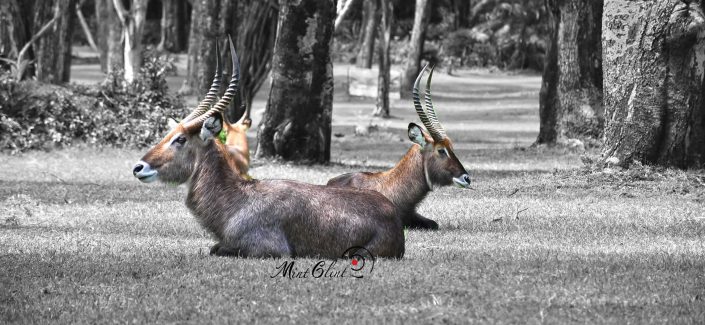 Wild Animals grazing on the lawns of Lake Naivasha Sopa Lodge - Photography by Mint Glint Media